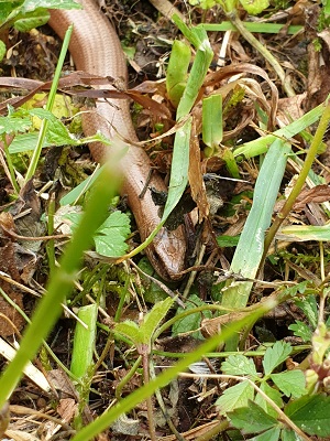 Blindschleiche 2