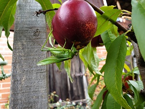 Brüttelen 6
