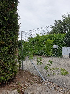 Hollenstein 4